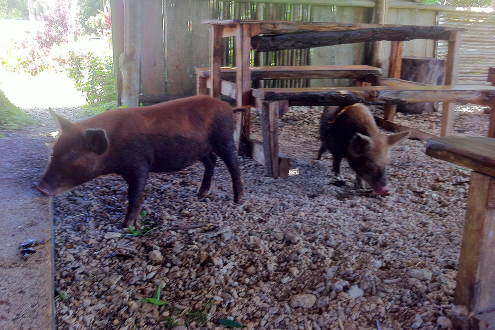 pigs